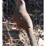 जनपद में पहली बार दिखा दुर्लभ पक्षी सिरकीर मालकोहा