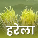 धूम-धाम से मनाया हरेला पर्व